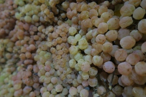 caluso passito subimg